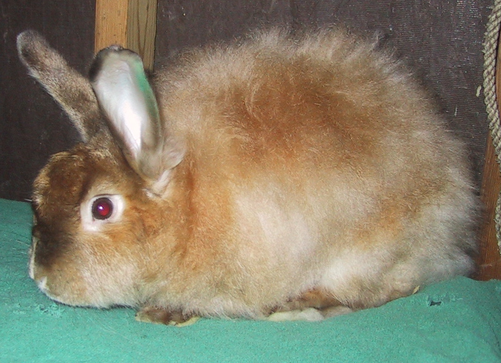 New rabbits | Schoonover Farm Blog