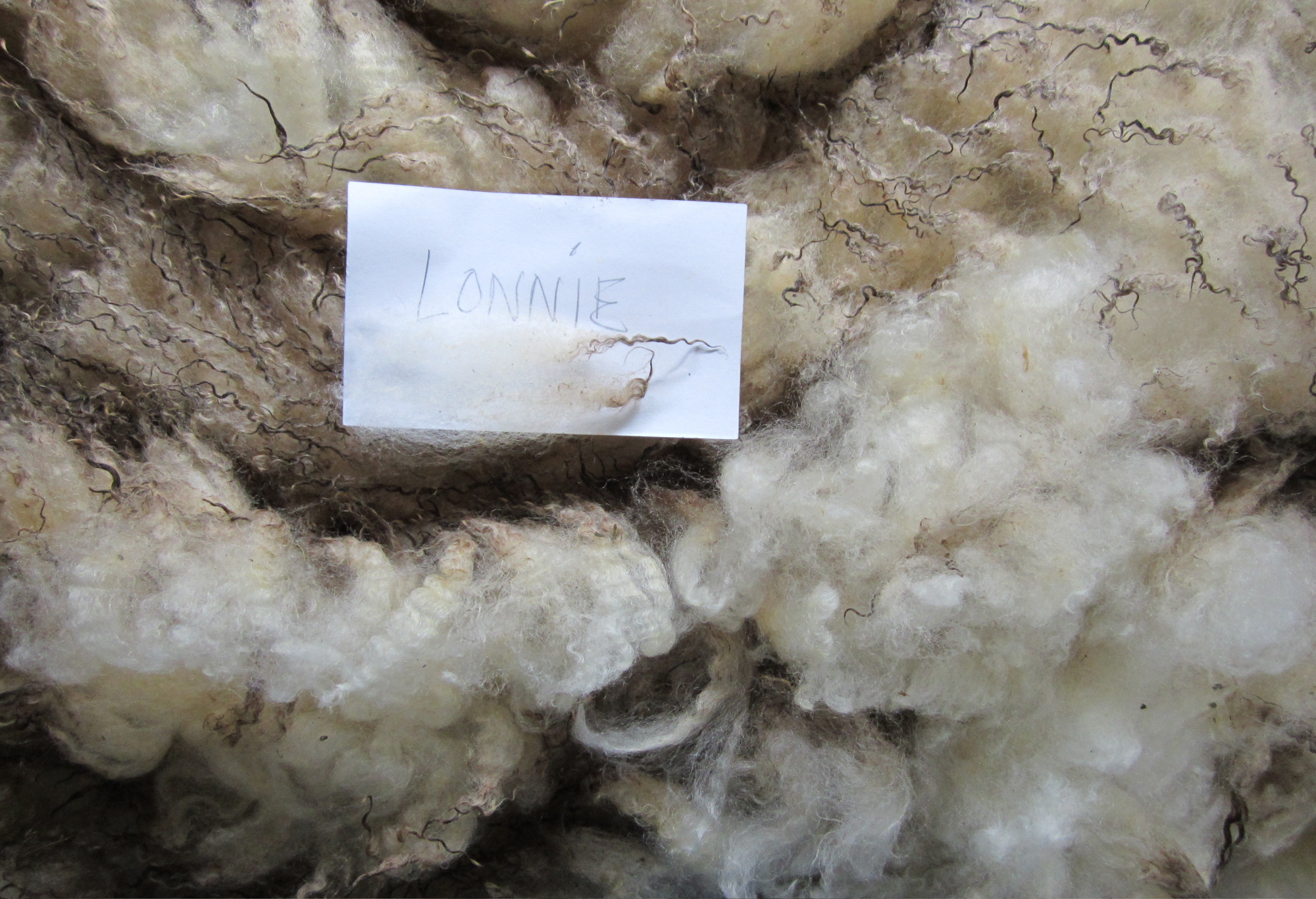 Skirting Fleeces Day 2 | Schoonover Farm Blog