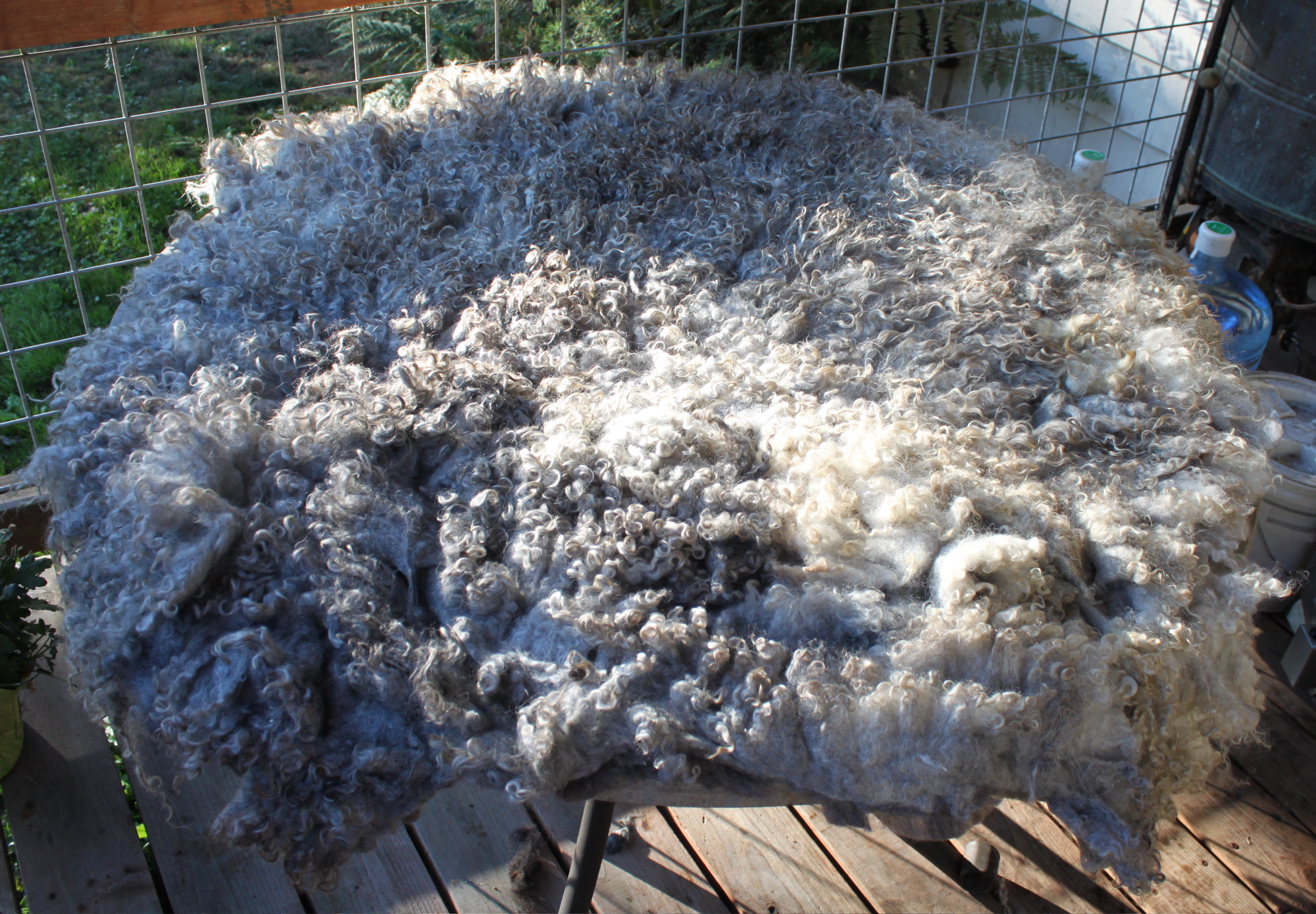 Dye Day | Schoonover Farm Blog
