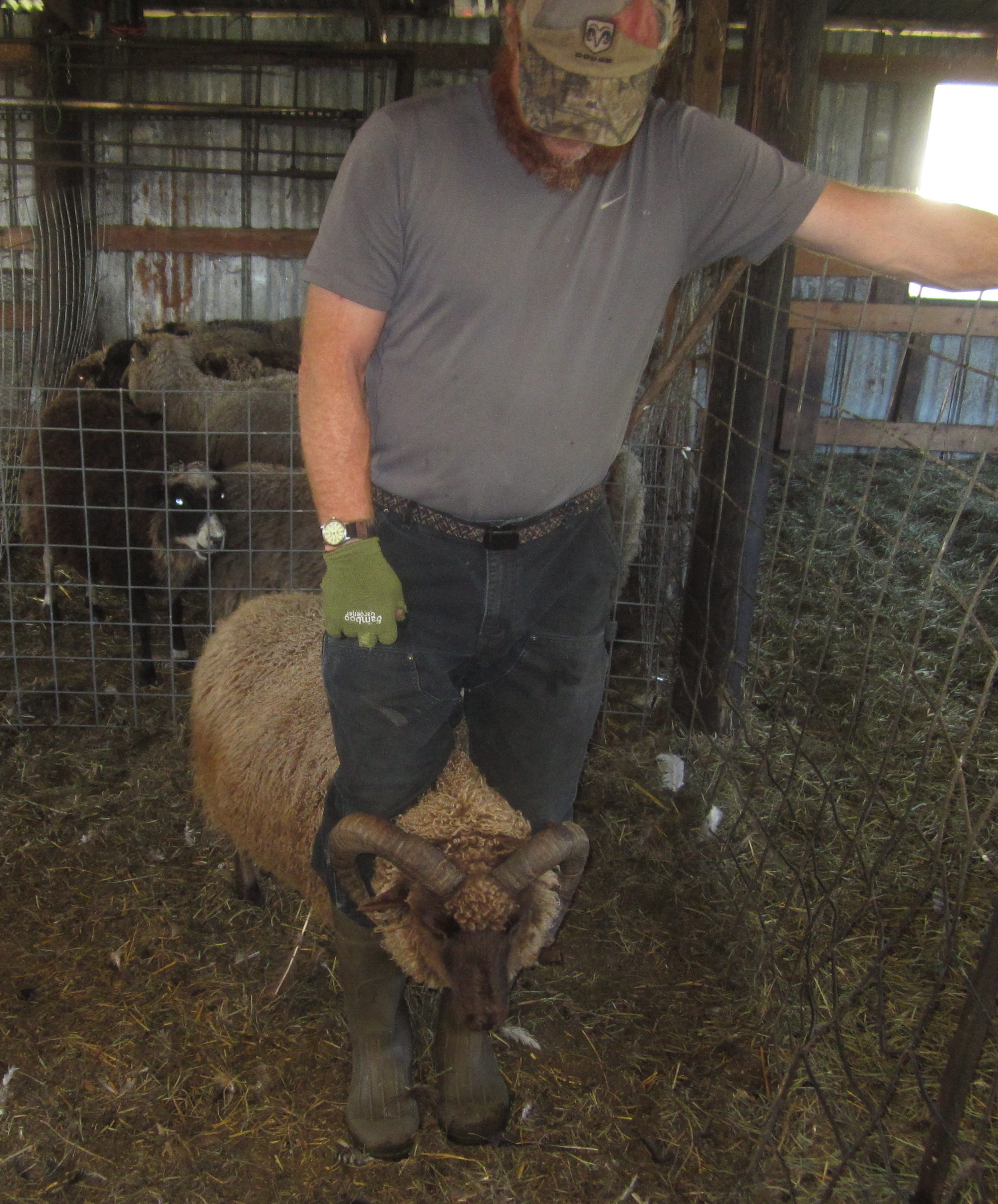 Fall Sheep Maintenance | Schoonover Farm Blog